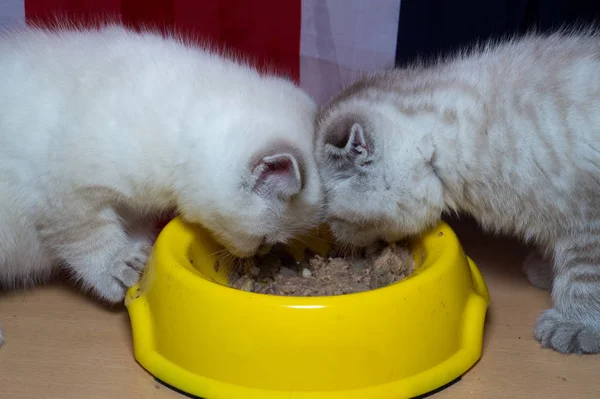 イギリスの猫の品種を食べる黄色 Posidy あなたのフィード — ストック写真