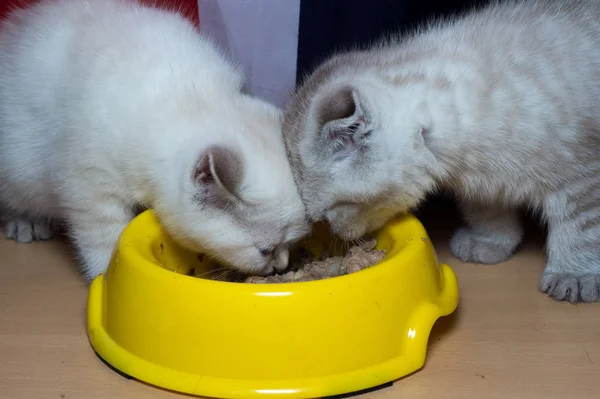 Británico Gato Crianza Comer Amarillo Posidy Alimentación —  Fotos de Stock
