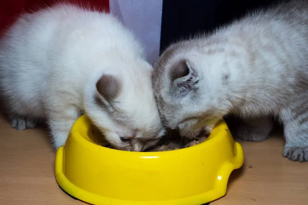 Británico Gato Crianza Comer Amarillo Posidy Alimentación —  Fotos de Stock