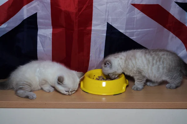 イギリスの猫の品種を食べる黄色 Posidy あなたのフィード — ストック写真