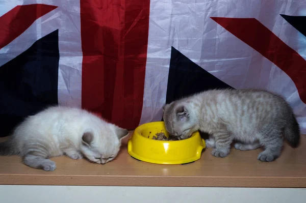 イギリスの猫の品種を食べる黄色 Posidy あなたのフィード — ストック写真