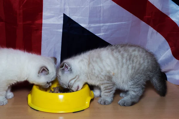 イギリスの猫の品種を食べる黄色 Posidy あなたのフィード — ストック写真