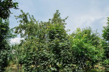 Elma ağaca olgunlaşır. Güneşli yaz gün.