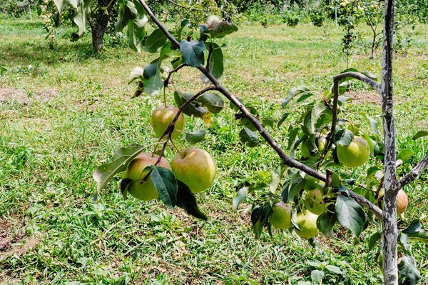 Jabłka Dojrzewają Drzewie Słoneczny Letni Dzień — Zdjęcie stockowe
