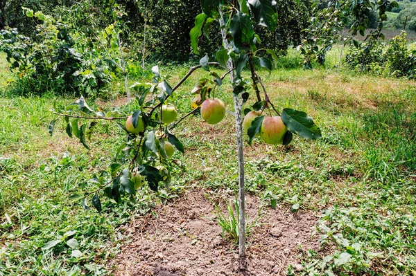Jabłka Dojrzewają Drzewie Słoneczny Letni Dzień — Zdjęcie stockowe