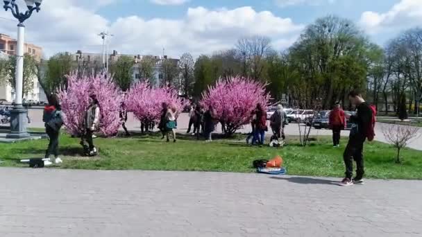 사쿠라 꽃의 우크라이나, Khmelnytsky 2018 년 4 월 19 일: 사진. — 비디오