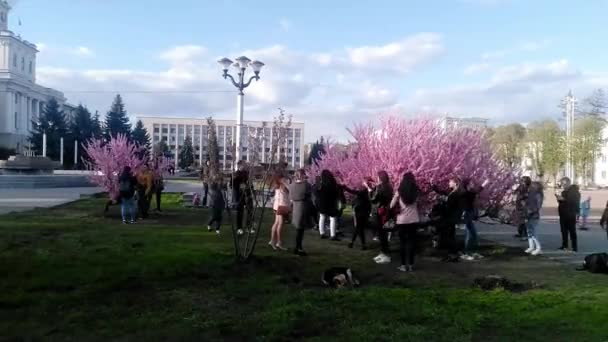 Ukraina, Chmielnicki 19 kwietnia 2018: Zdjęcia Sakura kwiat zakresu. — Wideo stockowe