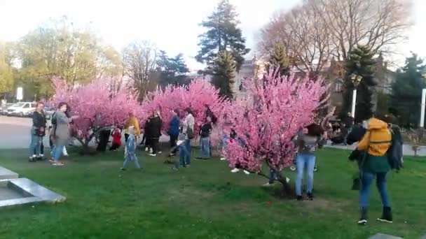 Ukraine, Khmelnytsky April 19, 2018: Fotos af Sakura blomsterområdet . – Stock-video