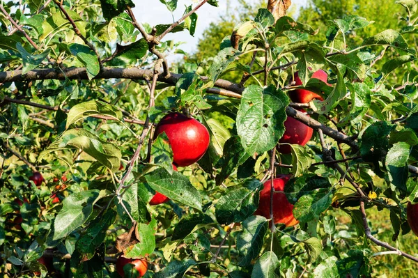 Яблуня Красиві Великі Гострі Яблука Дозрівають Яблучному Саду — стокове фото