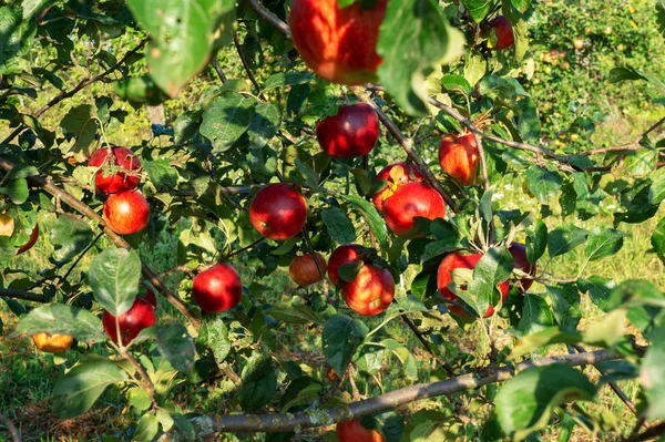 Jabłoń Piękny Duży Ostry Jabłka Dojrzewają Ogrodzie Apple — Zdjęcie stockowe