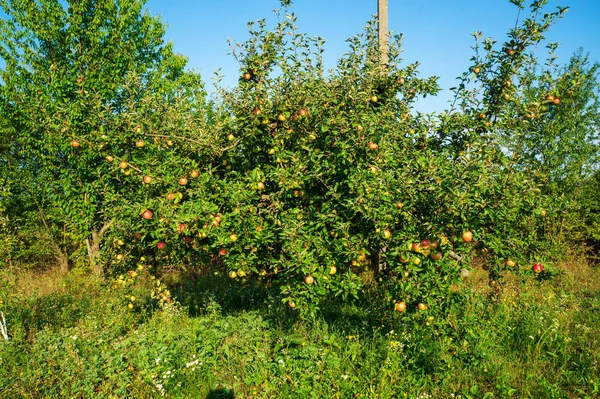 Äpfel Reifen Den Bäumen Hintergrund Anbau Von Äpfeln Auf Bäumen — Stockfoto