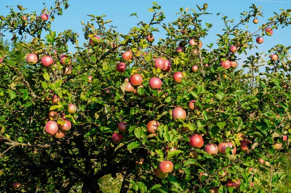 Elma Ağaçlarında Olgunlaşır Arka Plan Elma Ağaçlarında Tarımı — Stok fotoğraf