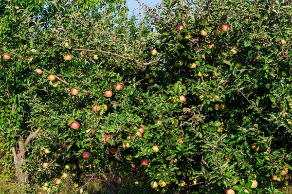 Oogst Appels Tuin Zonnig Weer Achtergrond Tekst — Stockfoto