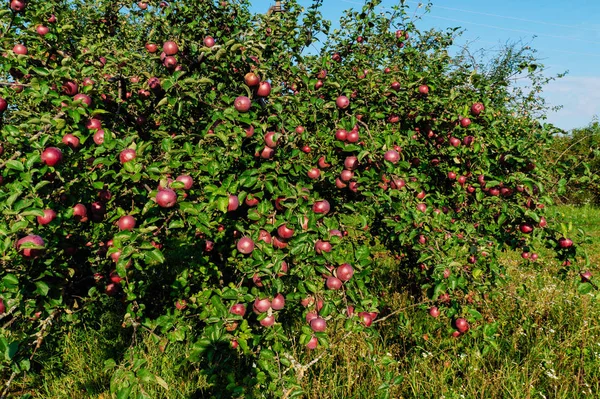 Яблука Дозрівають Деревах Тло Вирощування Яблук Деревах — стокове фото