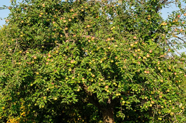 Nel Giardino Mele Mature Alberi Con Mele Mele Epoca Autunno — Foto Stock