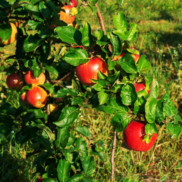 Великі Червоні Яблука Деревах Саду Зрілі Яблука — стокове фото