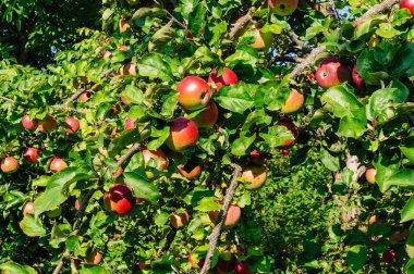 Elma bahçesi. Olgun elma ağacı üzerinde. Kırmızı elma.