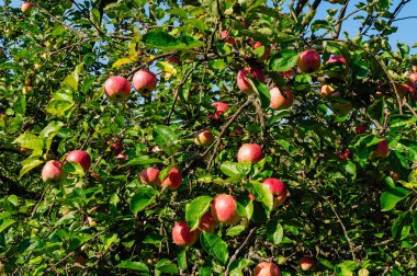 Elma bahçesi. Olgun elma ağacı üzerinde. Kırmızı elma.