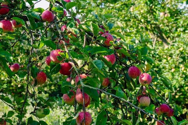 Apple Garden. ripe apples on a tree. Red apples.