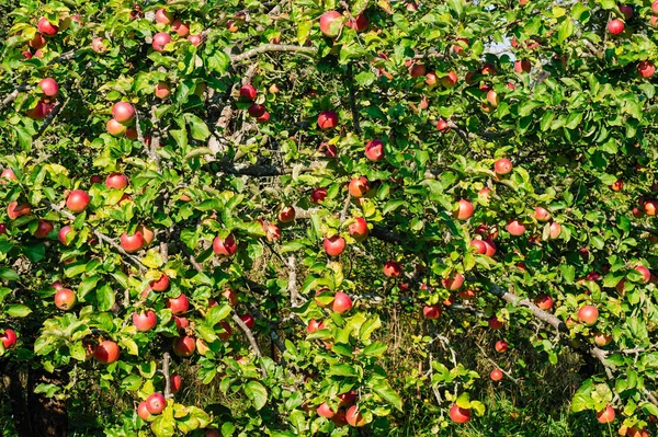 Apple Tuin Rijpe Appels Een Boom Rode Appels — Stockfoto