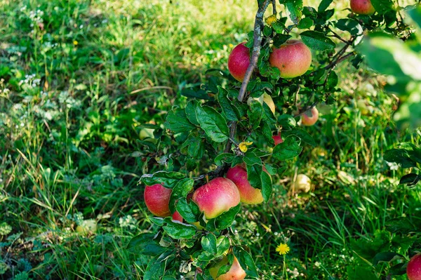 Apple Tuin Rijpe Appels Een Boom Rode Appels — Stockfoto