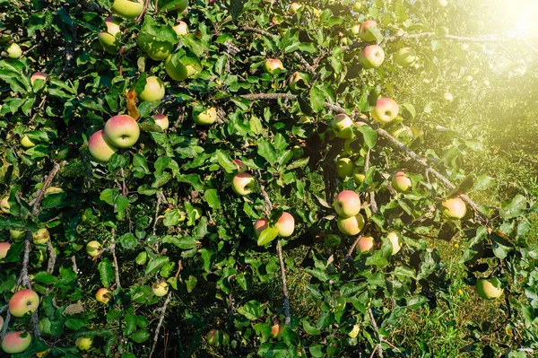 Apple Garden. ripe apples on a tree. Sunny Note.