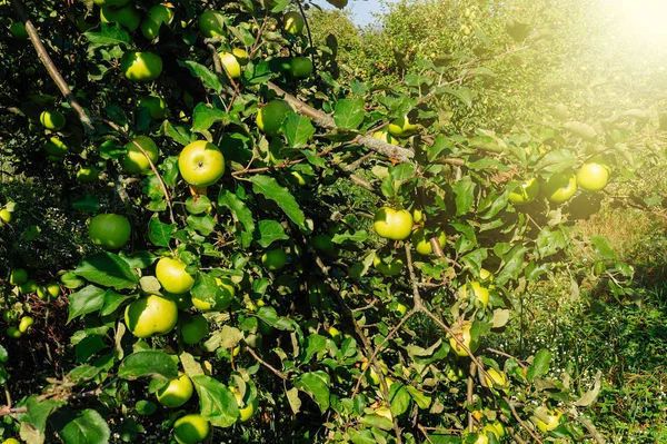 Apple Tuin Rijpe Appels Een Boom Zonnige Opmerking — Stockfoto