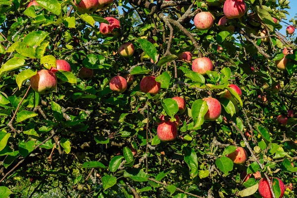 Apple Garden. ripe apples on a tree. Red apples.