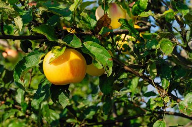 Elma bahçesi. Olgun elma ağacı üzerinde. Sarı elmalar.