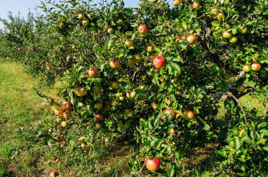 Elma bahçesi. Olgun elma ağacı üzerinde. Kırmızı elma.