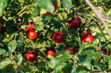 Olgun elma ağaçları. Bahçe olan elma ağaçlarının. Sonbahar grupta hasat.