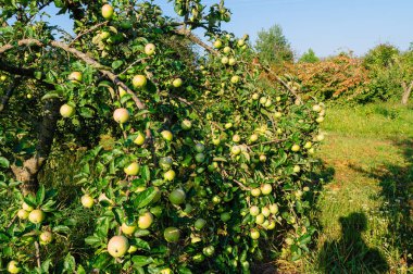 Vintage elma sonbaharda. büyük yazılmış elma ağaçlarının dallarında büyümek.