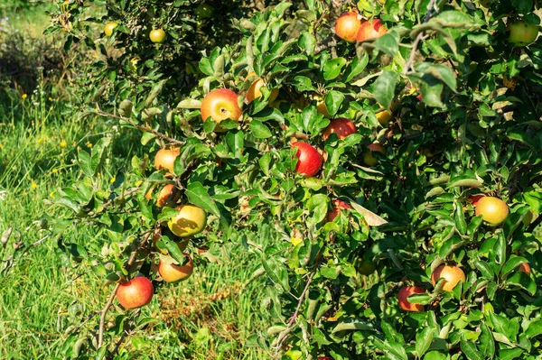 Apfelgarten Reife Äpfel Auf Einem Baum Rote Äpfel — Stockfoto