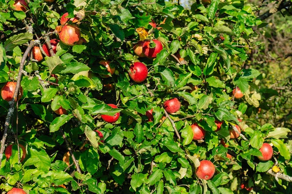 Яблуневий Сад Стиглих Яблук Дереві Червоні Яблука — стокове фото