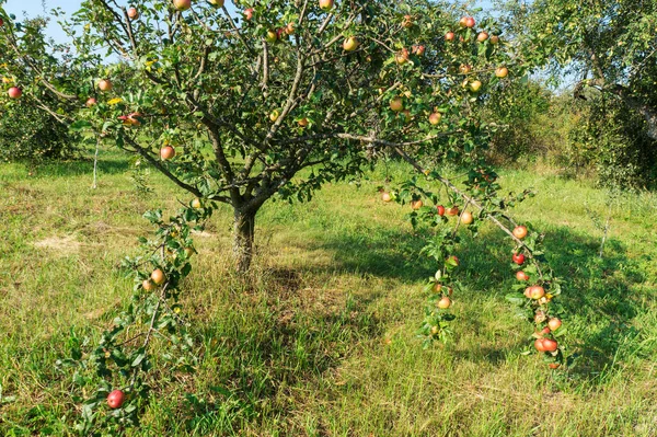 Apple Tuin Rijpe Appels Een Boom Rode Appels — Stockfoto