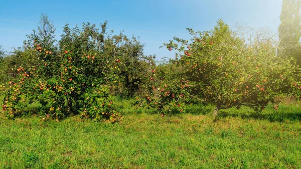 Apple Tuin Rijpe Appels Een Boom Rode Appels — Stockfoto