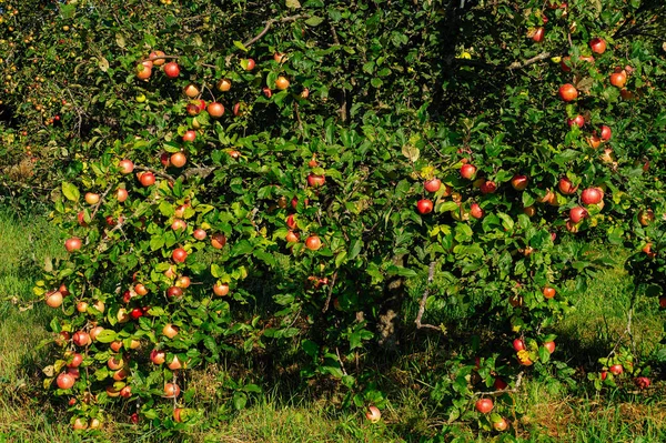 Apfelgarten Reife Äpfel Auf Einem Baum Rote Äpfel — Stockfoto