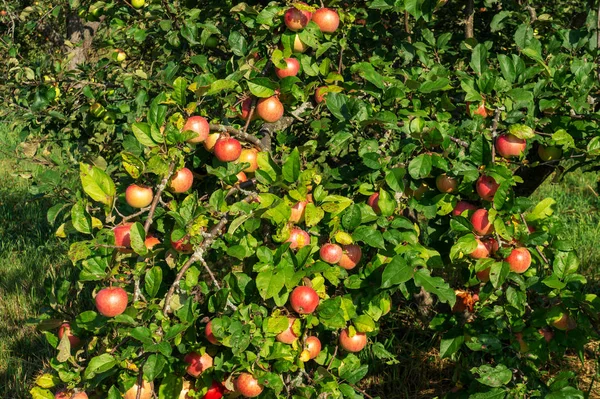 Apple Ogród Dojrzałe Jabłka Drzewie Czerwone Jabłka — Zdjęcie stockowe