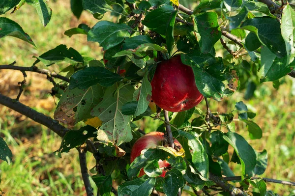 Dojrzałe Jabłka Drzewach Ogród Jabłoniami Zbierz Farmie Upadek — Zdjęcie stockowe