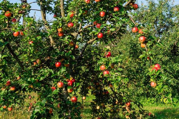 Зрізати Яблука Деревах Сад Яблунь Збирання Врожаю Осінній Фермі — стокове фото