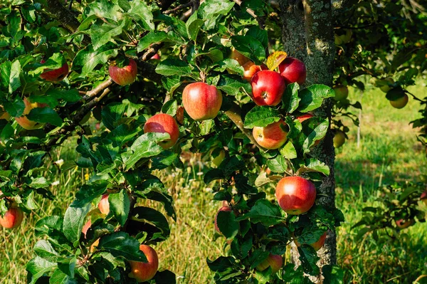 Reife Äpfel Auf Bäumen Apfelbaumgarten Ernte Herbstbauernhof — Stockfoto