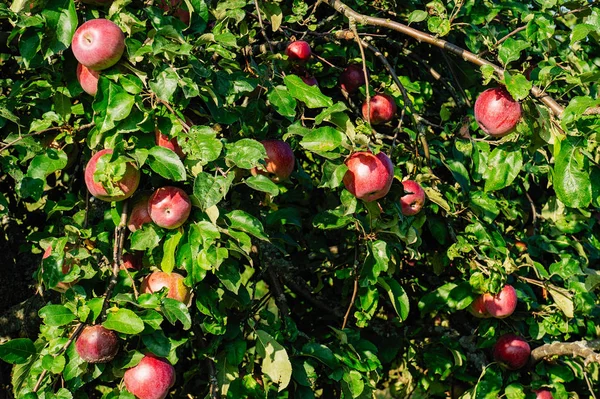 Apple Garden. ripe apples on a tree. Red apples.