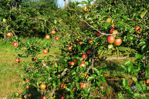 Maçãs Vintage Outono Grandes Maçãs Soletradas Crescem Ramos Árvores Maçãs — Fotografia de Stock