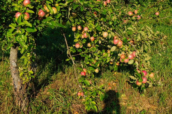 Vintage Appels Herfst Grote Gespeld Appels Groeien Takken Van Bomen — Stockfoto