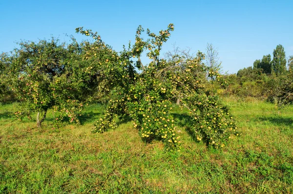 Vintage Jabłka Jesienią Duże Pisane Jabłka Rosną Gałęziach Drzew Vintage — Zdjęcie stockowe