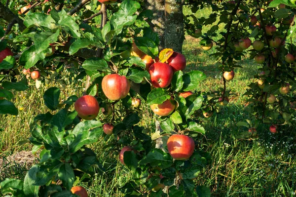 Вінтажні Яблука Восени Великі Писані Яблука Ростуть Гілках Дерев — стокове фото