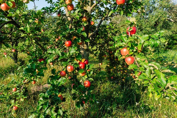 Äpfel Herbst Große Dinkeläpfel Wachsen Auf Ästen Von Bäumen — Stockfoto