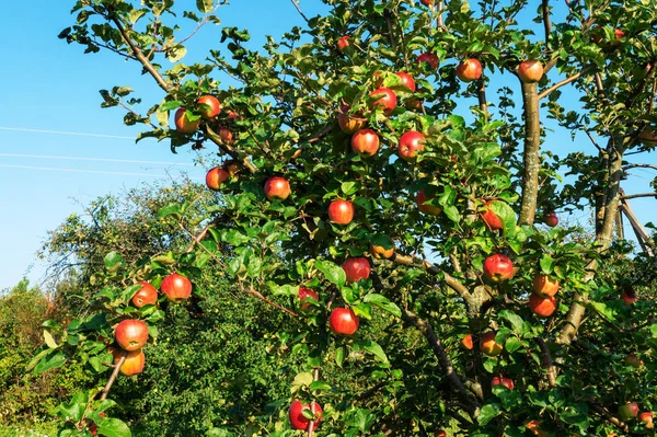 Pommes Vintage Automne Grosses Pommes Épelées Poussent Sur Les Branches — Photo