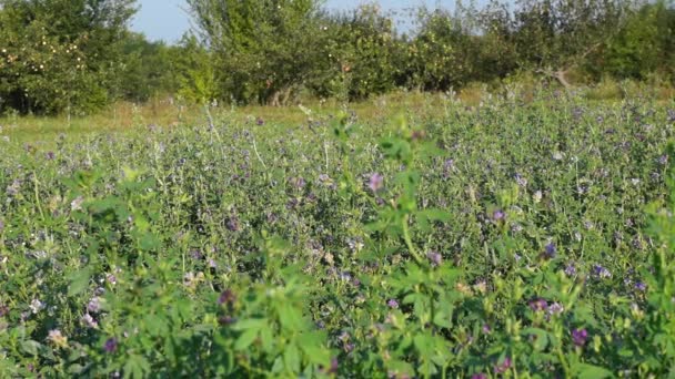 Campo de alfafa. Durante o período de floração . — Vídeo de Stock