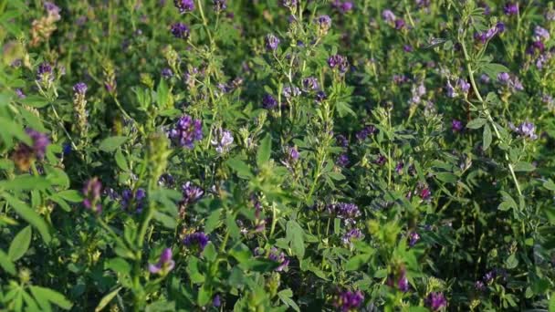 Campo de alfafa. Durante o período de floração . — Vídeo de Stock